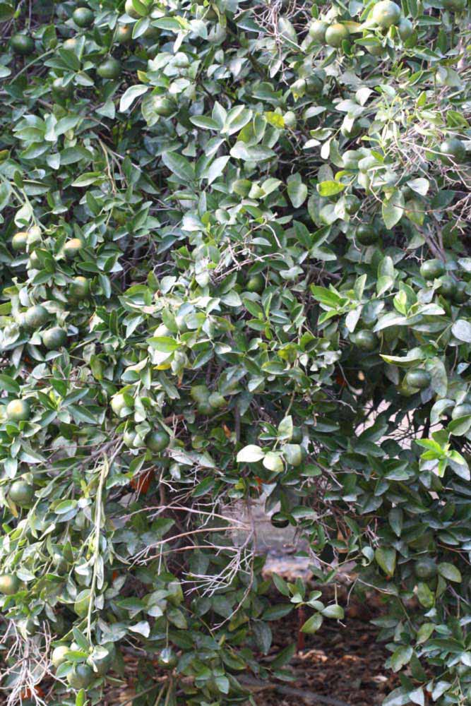            Habit (Riverside, CA)   